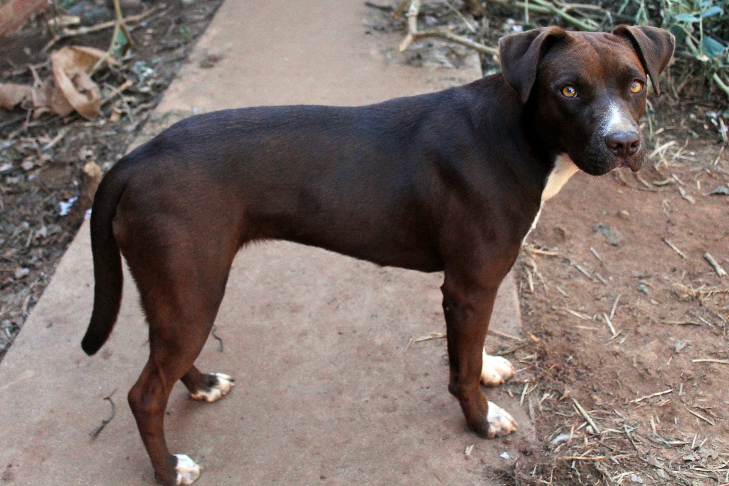 Enlarge Nova, a Adoptable mixed breed in Guthrie, OK image 5/6