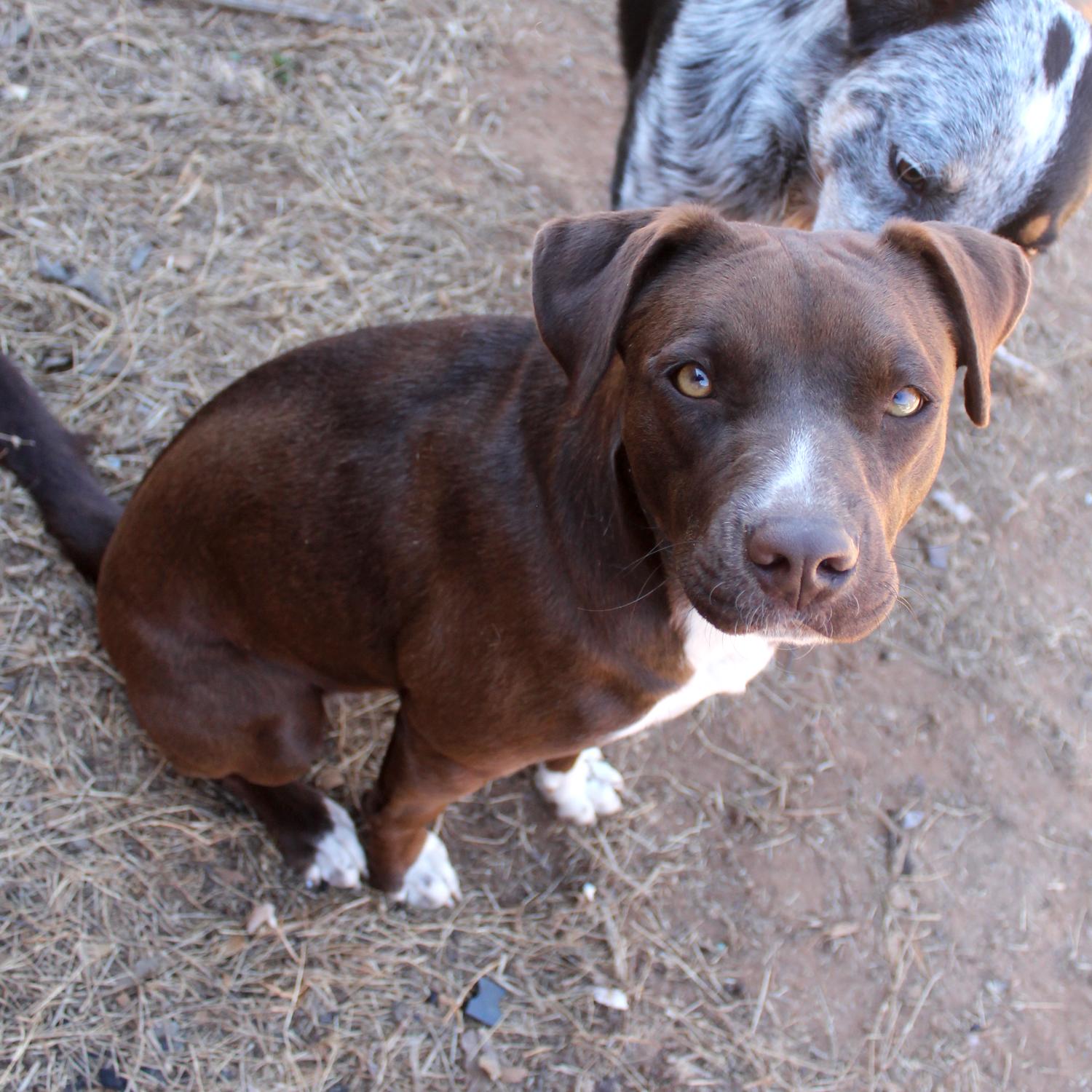 Enlarge Nova, a Adoptable mixed breed in Guthrie, OK image 4/6