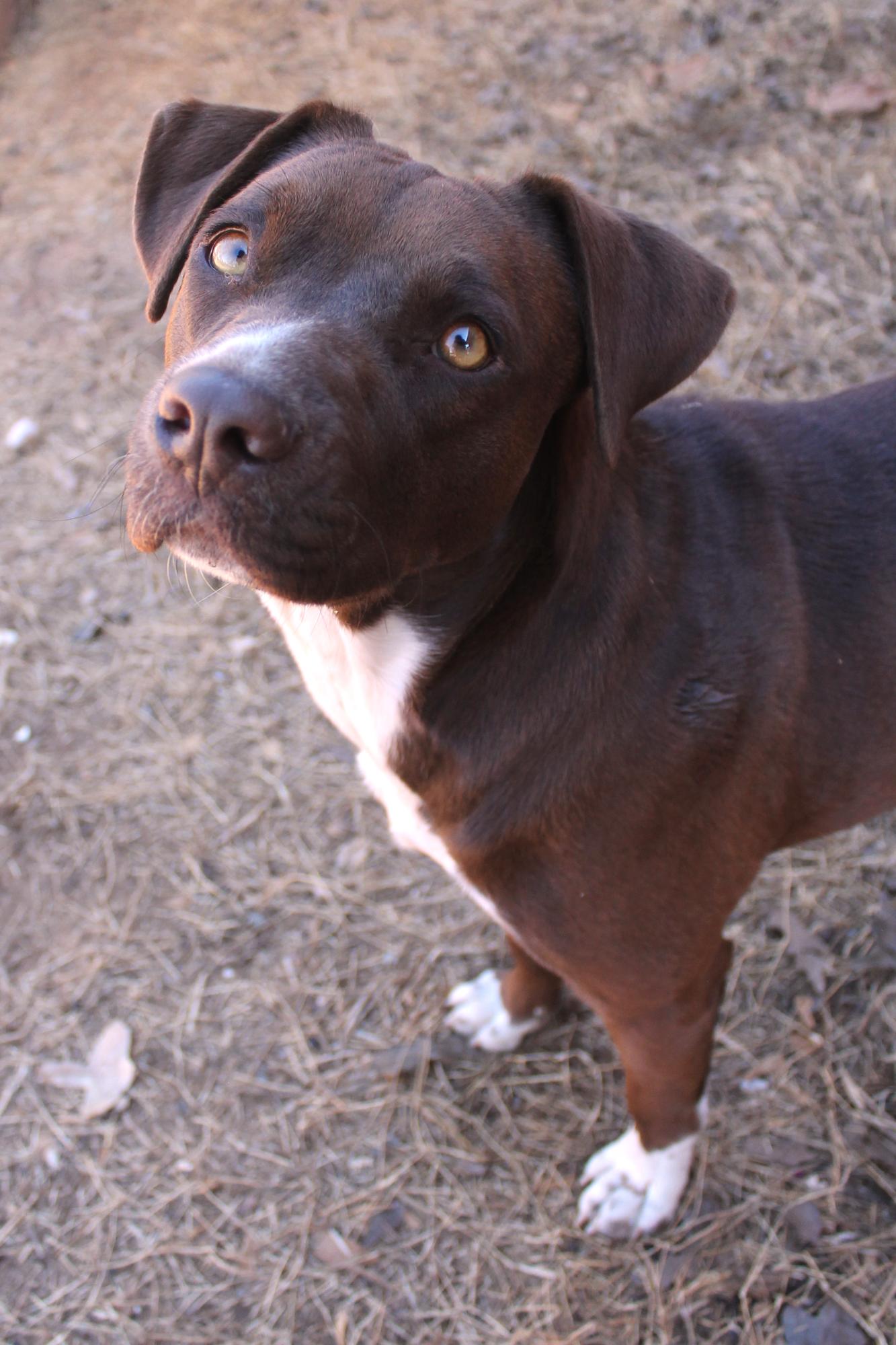Enlarge Nova, a Adoptable mixed breed in Guthrie, OK image 2/6