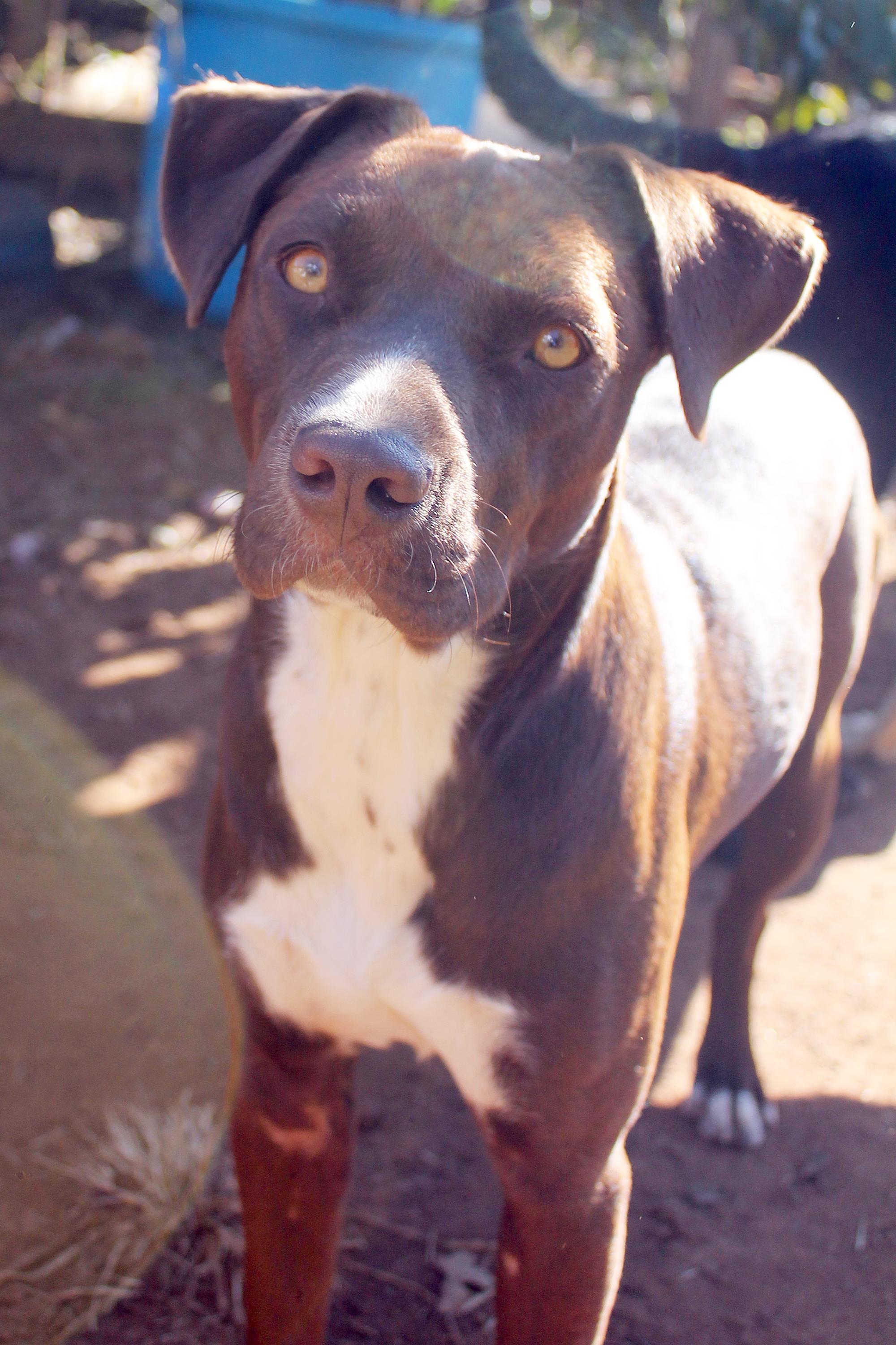 Enlarge Nova, a Adoptable mixed breed in Guthrie, OK image 3/6