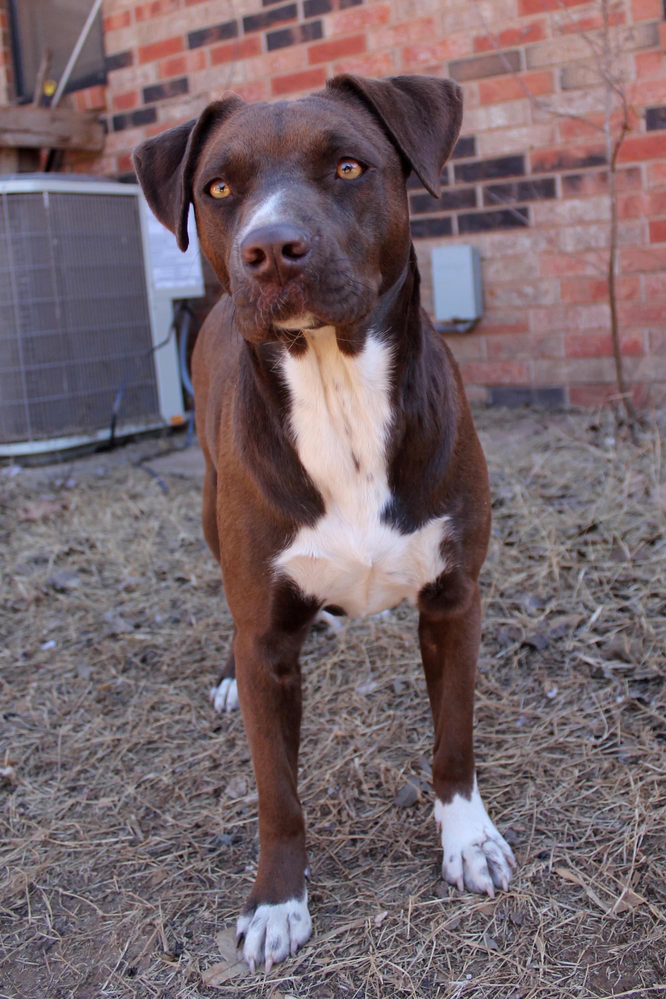 Enlarge Nova, a Adoptable mixed breed in Guthrie, OK image 6/6