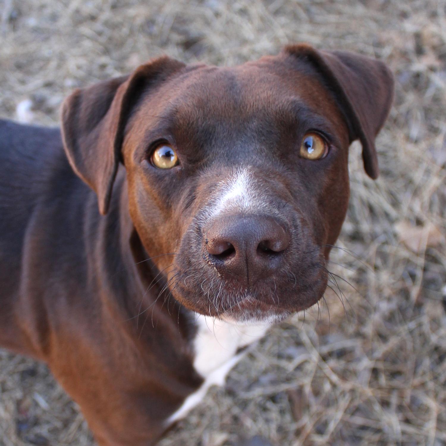 Nova, Adoptable, Young Female Chocolate Labrador Retriever & Pit Bull Terrier.