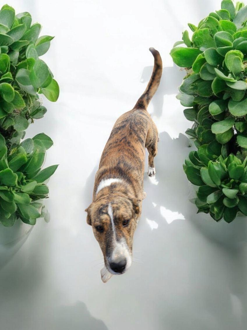Travis, an adoptable Australian Cattle Dog / Blue Heeler in Deming, WA, 98244 | Photo Image 2