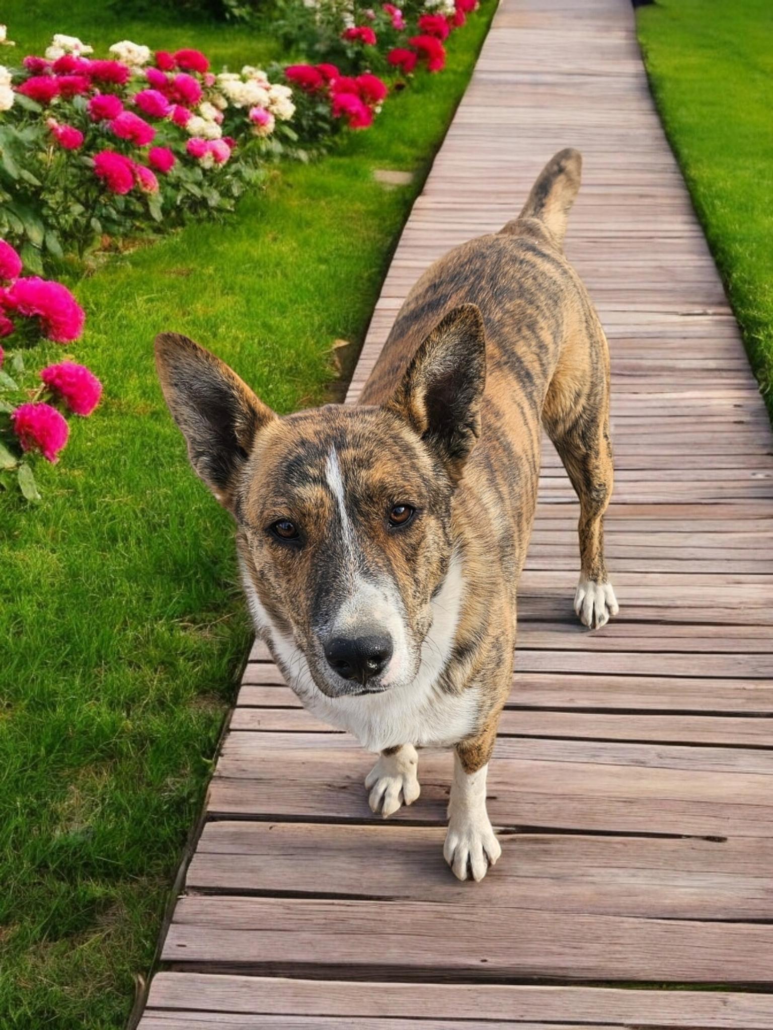 Travis, Young Male Australian Cattle Dog / Blue Heeler