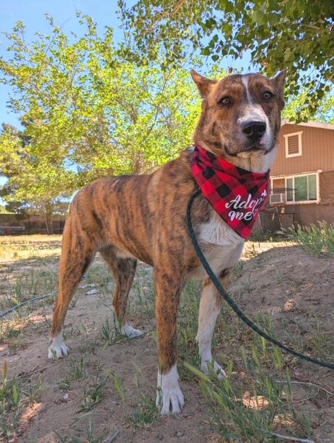 Travis, an adoptable Australian Cattle Dog / Blue Heeler in Deming, WA, 98244 | Photo Image 5