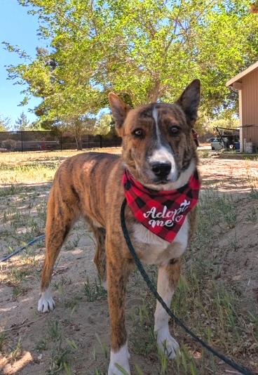 Travis, an adoptable Australian Cattle Dog / Blue Heeler in Deming, WA, 98244 | Photo Image 6