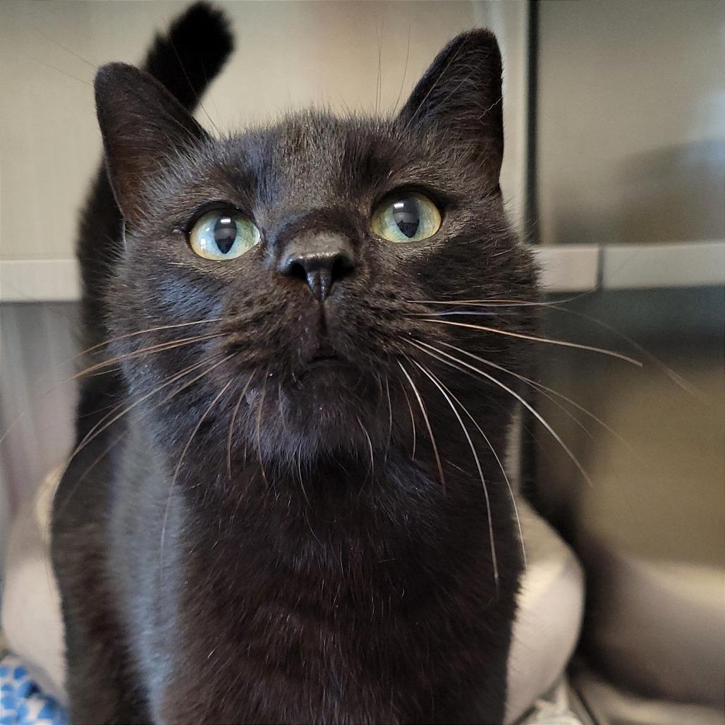 Pool Noodle, a Adoptable Domestic Short Hair in Nashville, IN image 1/6