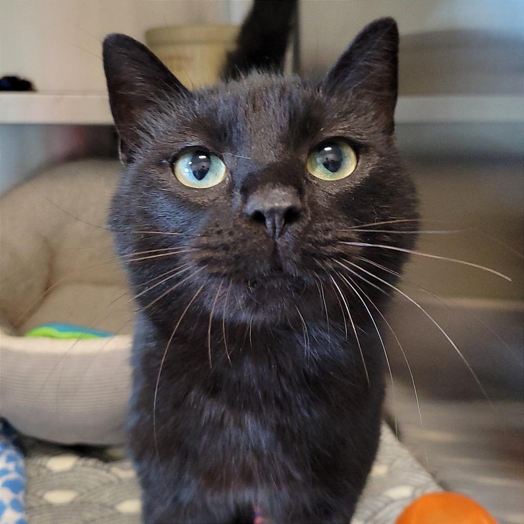 Pool Noodle, a Adoptable Domestic Short Hair in Nashville, IN image 2/6