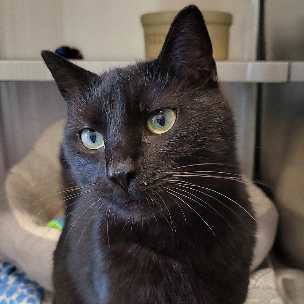 Pool Noodle, a Adoptable Domestic Short Hair in Nashville, IN image 3/6