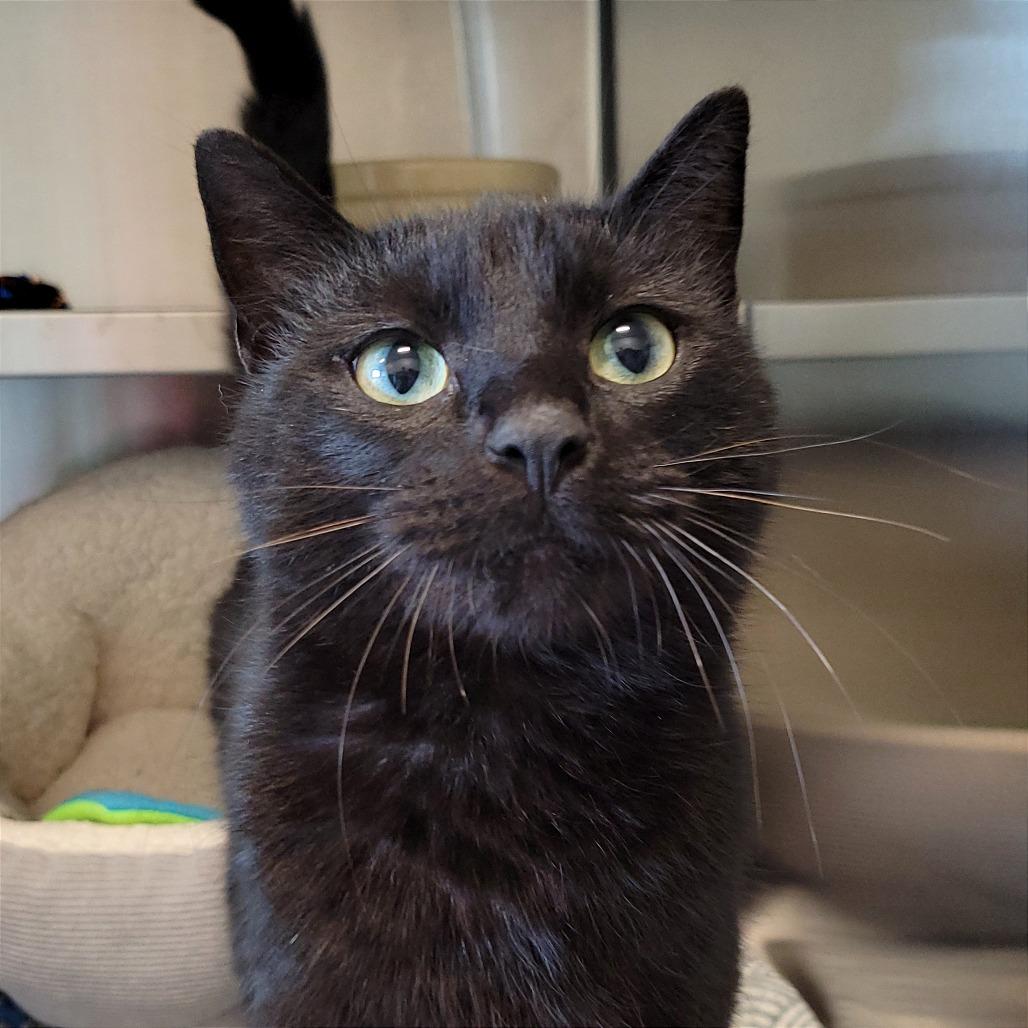 Pool Noodle, a Adoptable Domestic Short Hair in Nashville, IN image 4/6