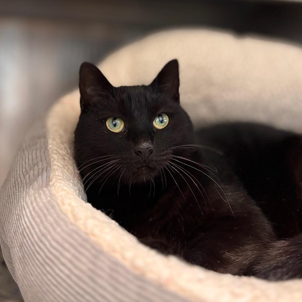 Pool Noodle, a Adoptable Domestic Short Hair in Nashville, IN image 5/6