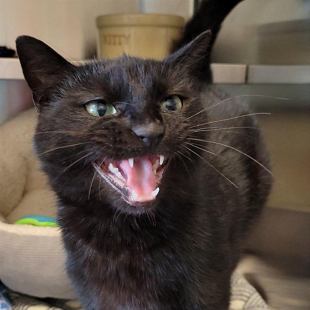 Pool Noodle, a Adoptable Domestic Short Hair in Nashville, IN image 6/6