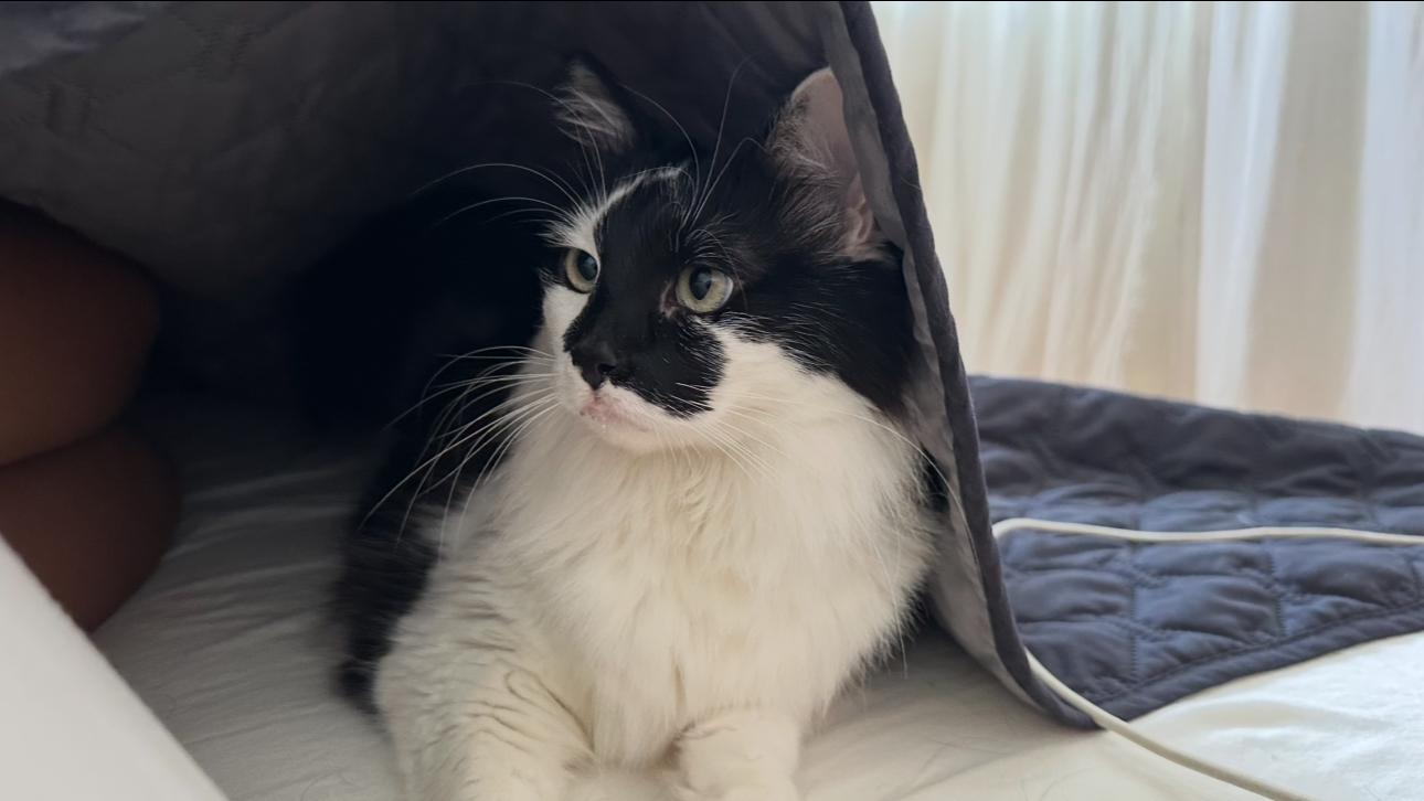 Nyxx (bonded with Dizz) 3