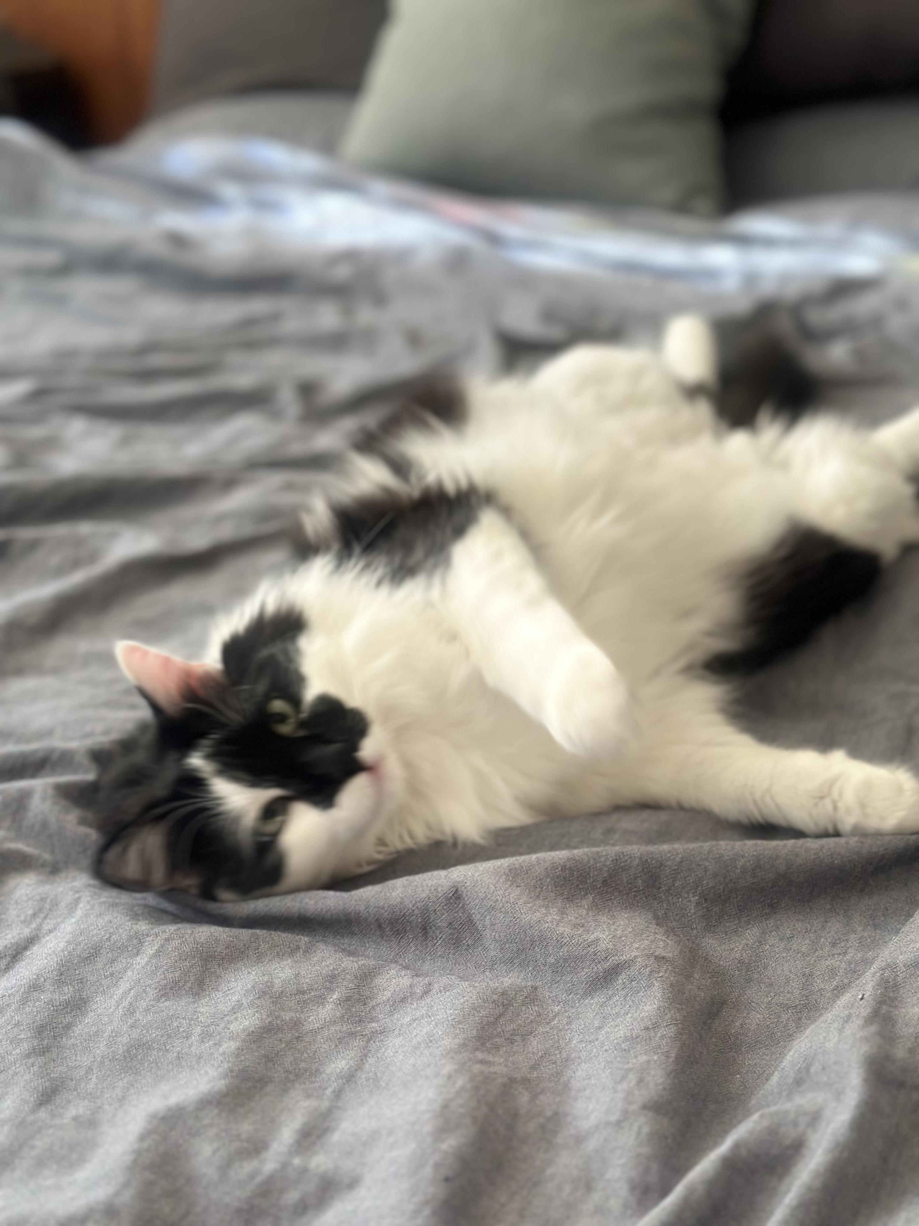 Nyxx (bonded with Dizz) 6