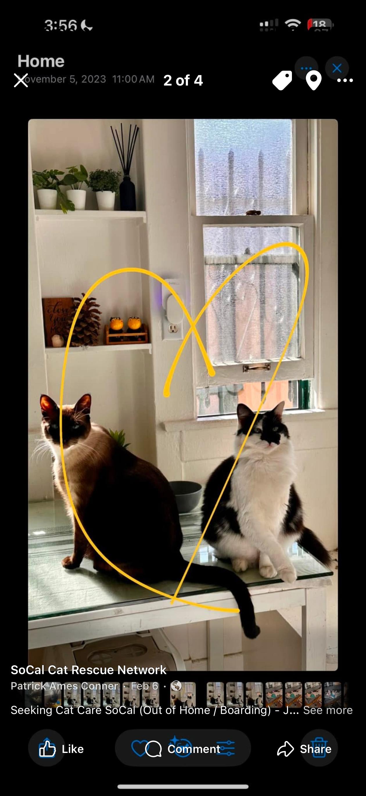 Nyxx (bonded with Dizz) 4