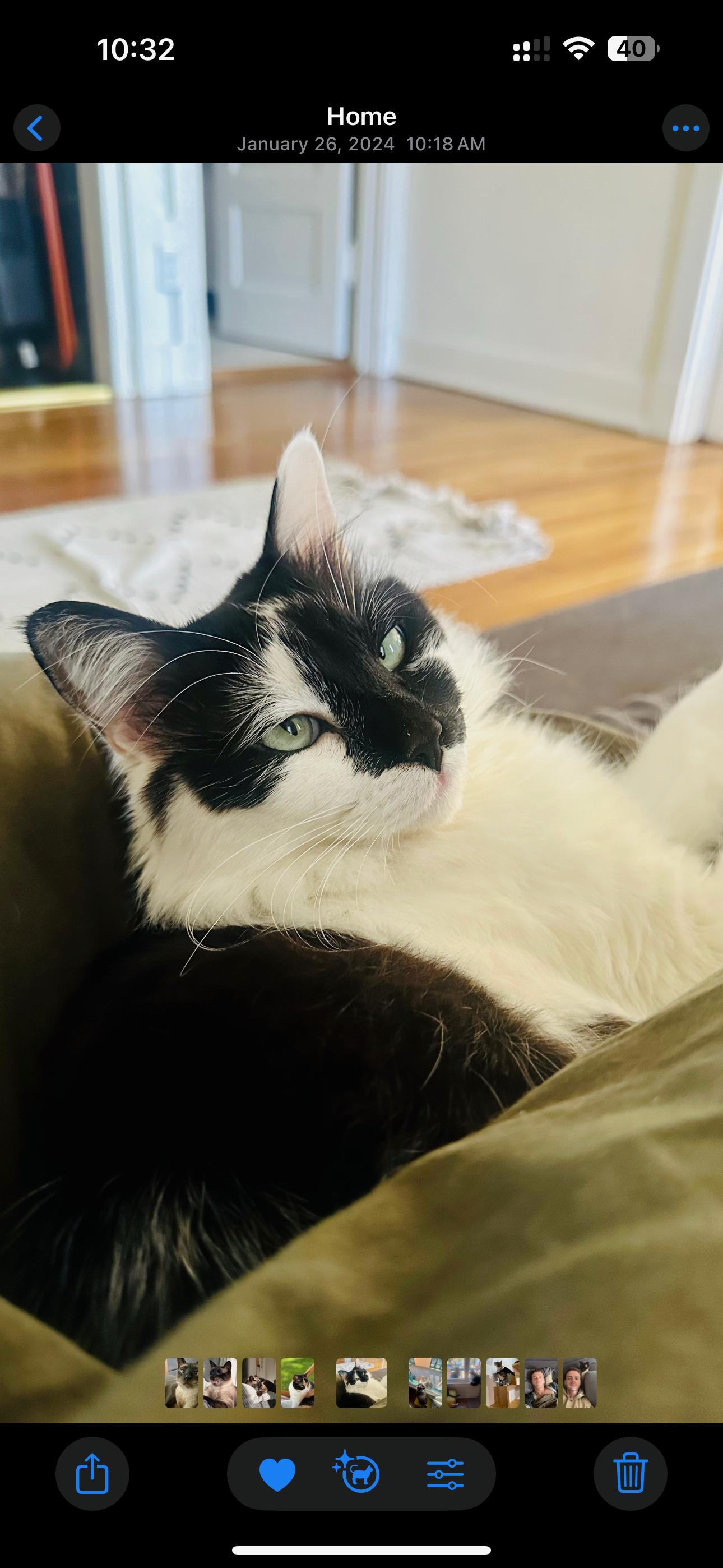 Nyxx (bonded with Dizz)