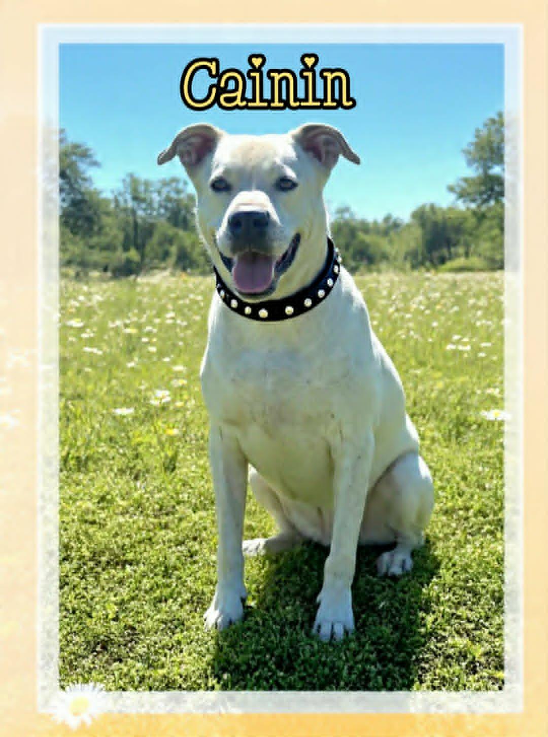 Cainin, ADOPTABLE, Adult Male Dogo Argentino & American Bulldog.