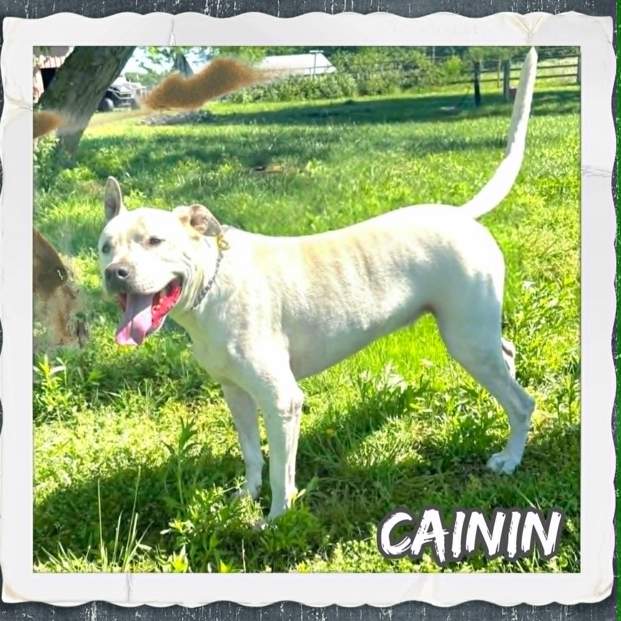 Cainin, a ADOPTABLE mixed breed in Grove, OK image 2/4