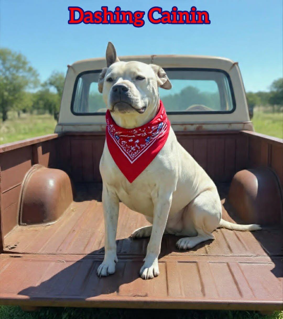 Cainin, a ADOPTABLE mixed breed in Grove, OK image 4/4
