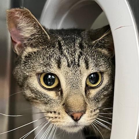 Mateo, Adoptable, Adult Male Domestic Short Hair.