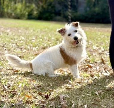 Enlarge Sicily , an adopted mixed breed in Covington, LA image 3/6