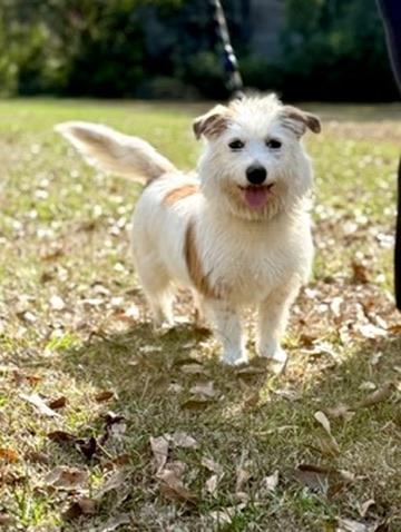 Enlarge Sicily , an adopted mixed breed in Covington, LA image 4/6