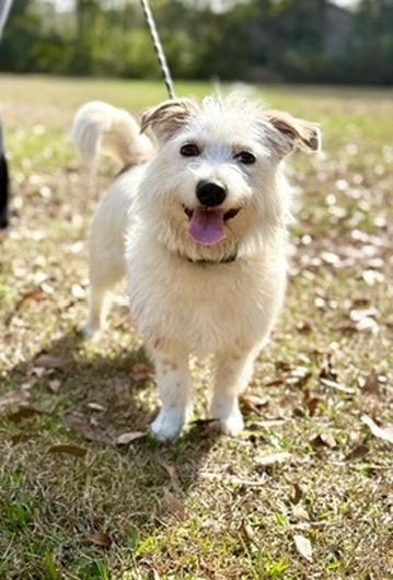 Sicily , adopted, Young Female West Highland White Terrier / Westie & Jack Russell Terrier.