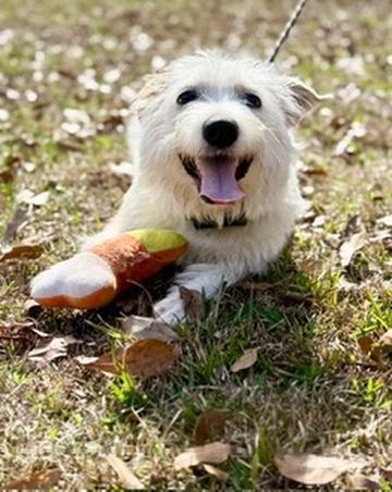 Enlarge Sicily , an adopted mixed breed in Covington, LA image 5/6