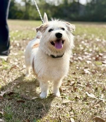 Enlarge Sicily , an adopted mixed breed in Covington, LA image 2/6