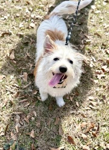 Enlarge Sicily , an adopted mixed breed in Covington, LA image 6/6