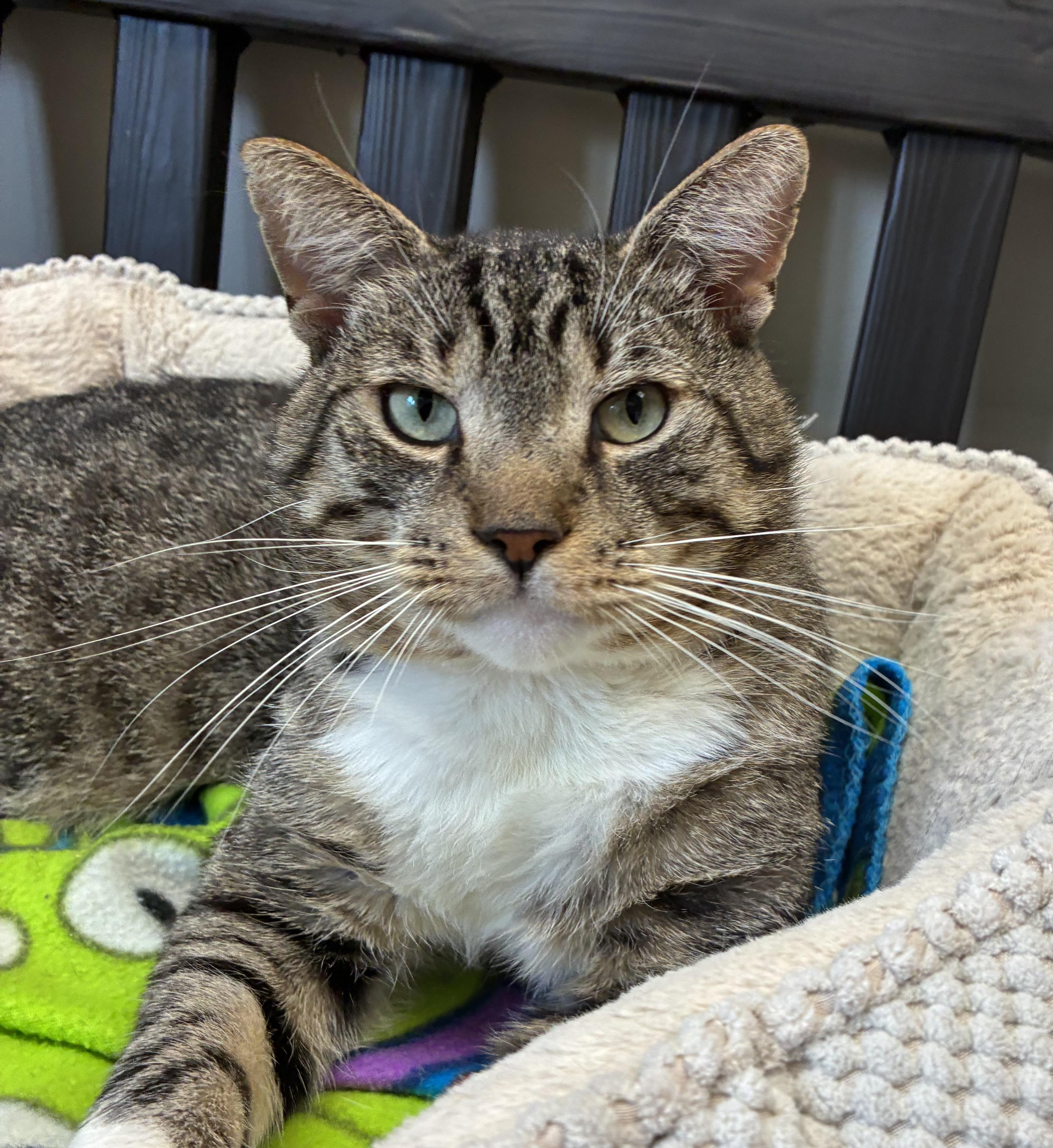 Moose (FIV+)