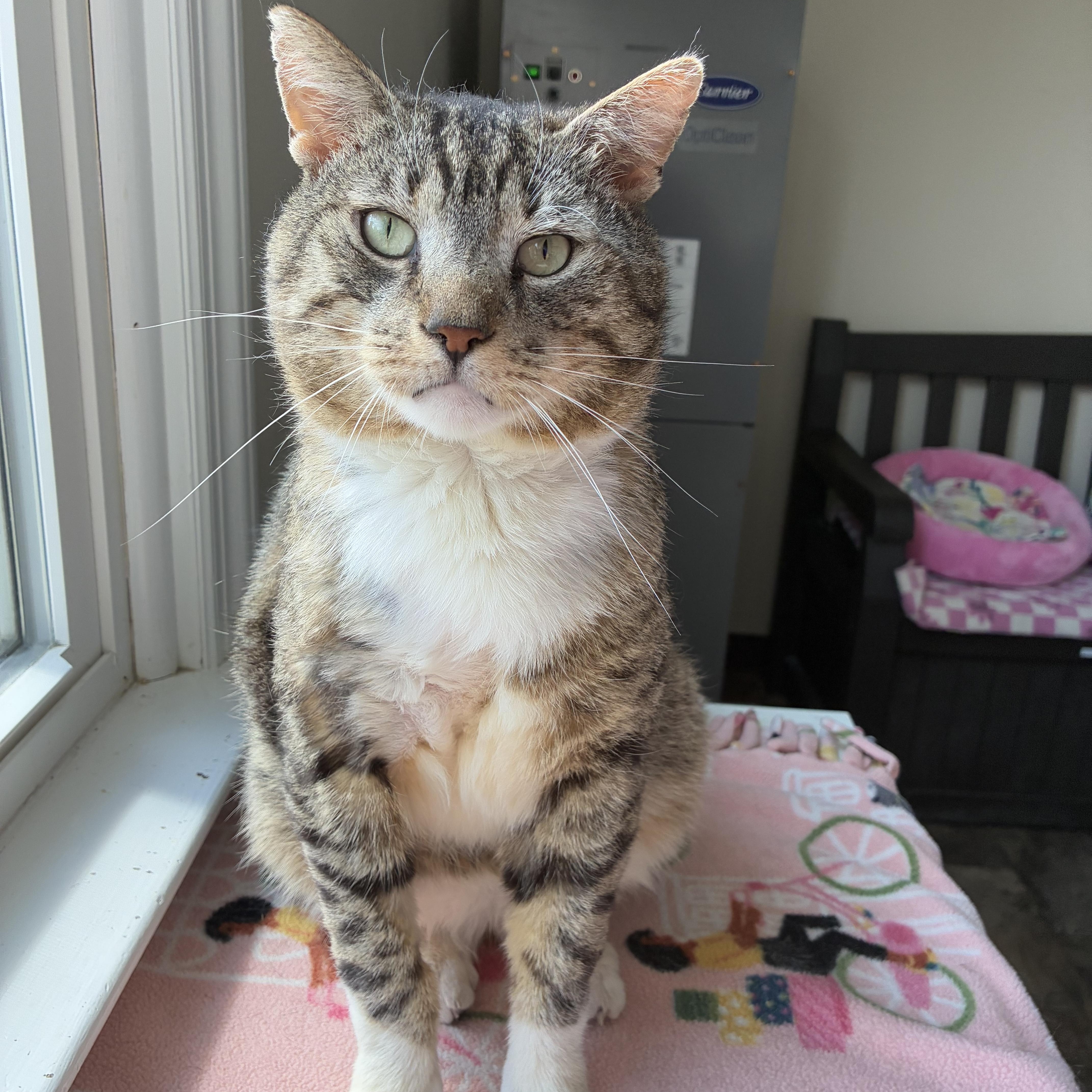 Moose (FIV+)