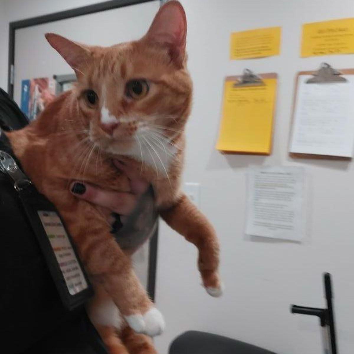 Ms paz, Adoptable, Adult Female Domestic Short Hair.