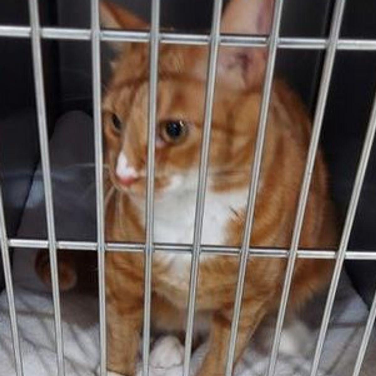 Enlarge Ms paz, a Adoptable Domestic Short Hair in Lake Havasu City, AZ image 2/2