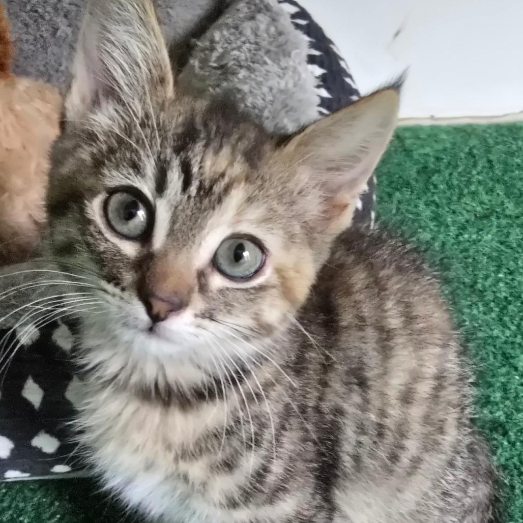 Rainier (aka Stripes), Adoptable, Kitten Female Domestic Short Hair.