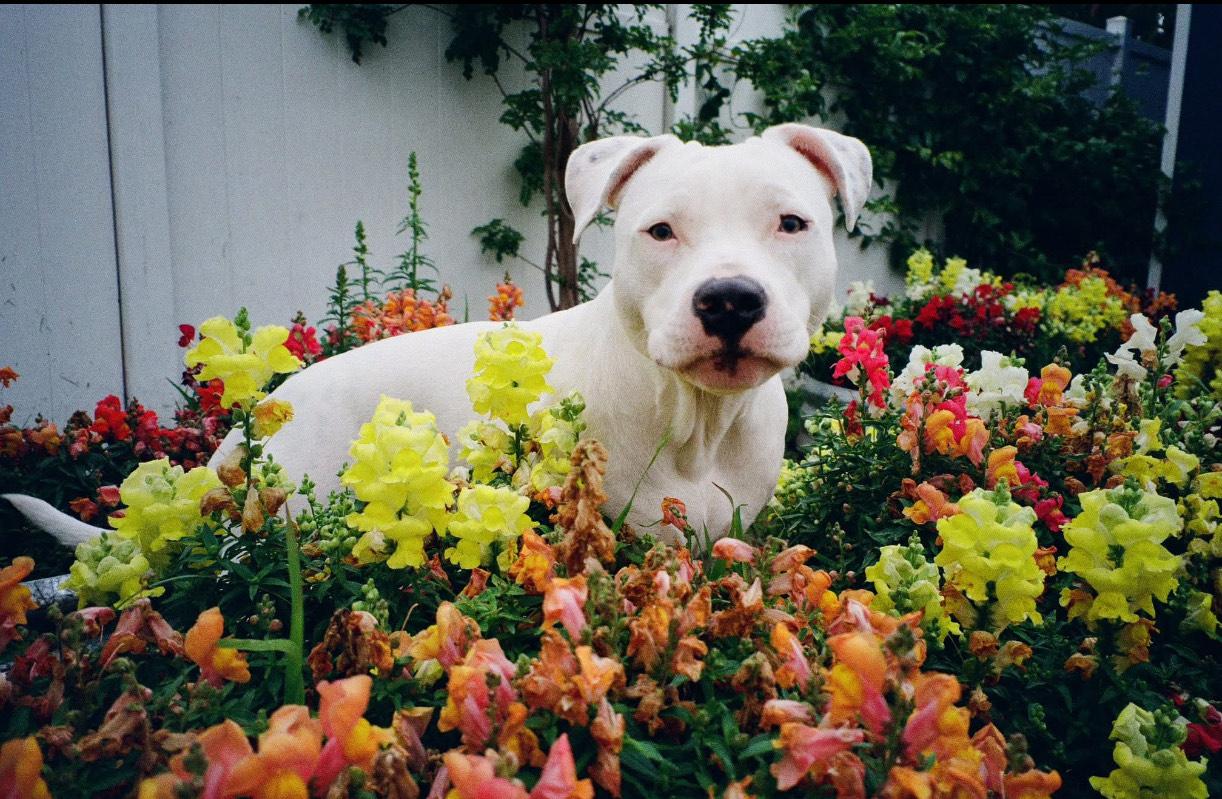 Boots *COURTESY POST*, a Adoptable Pit Bull Terrier in Los Angeles, CA image 2/3
