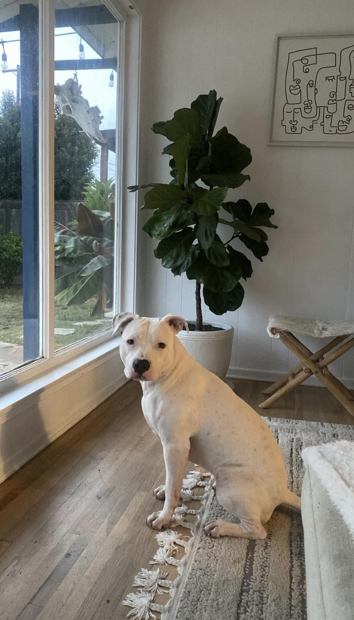 Boots *COURTESY POST*, a Adoptable Pit Bull Terrier in Los Angeles, CA image 1/3