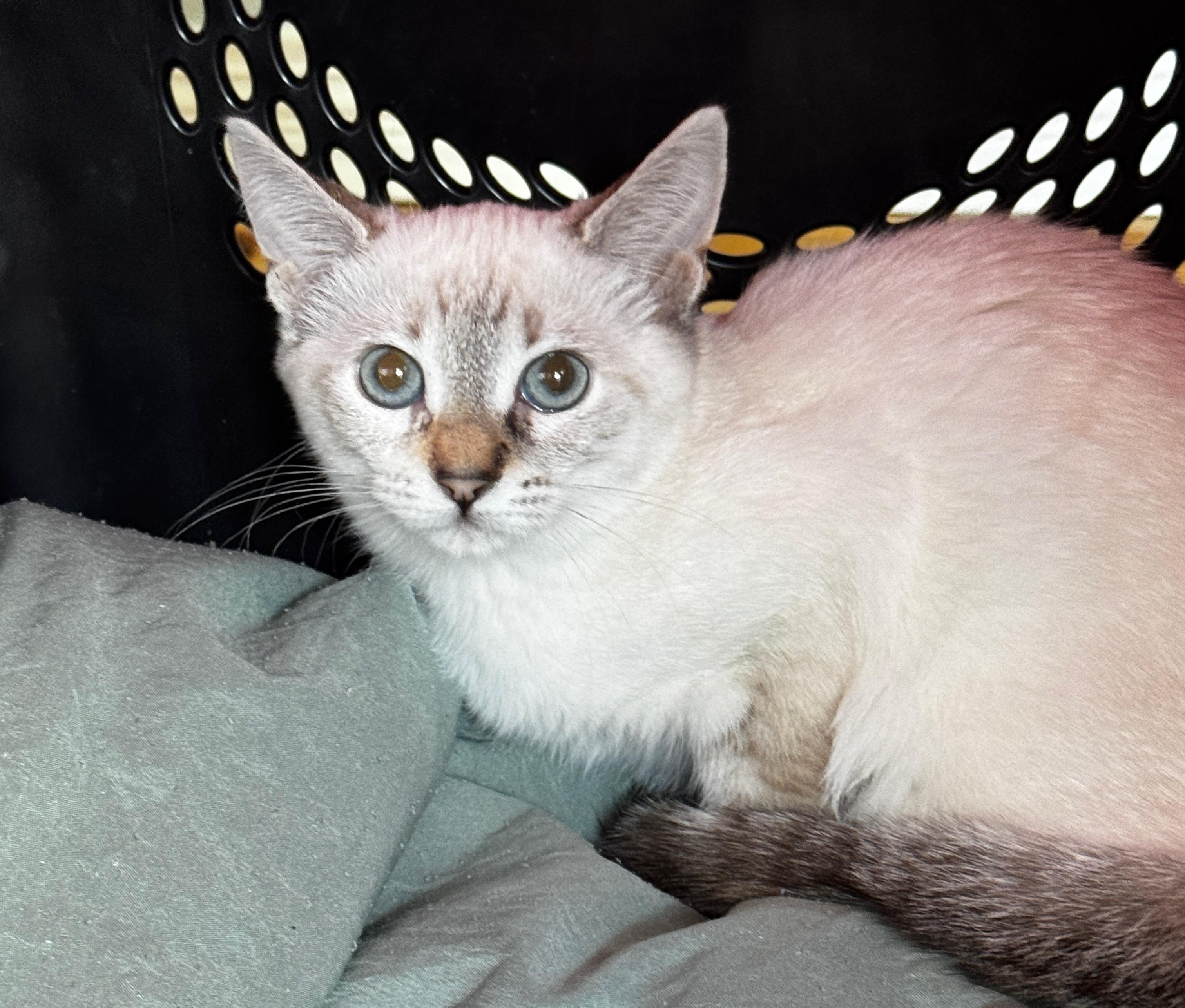 Opal, ADOPTABLE, Kitten Female Siamese.