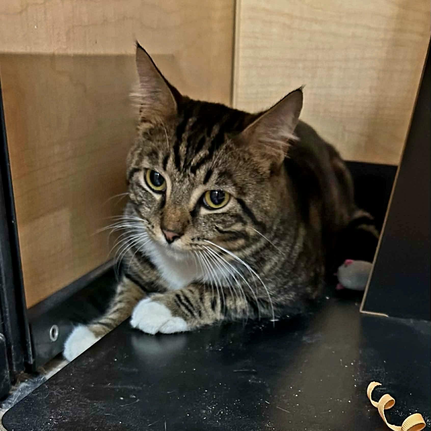 Enlarge Bandit, a Adoptable Domestic Short Hair in Gladstone, OR image 1/2