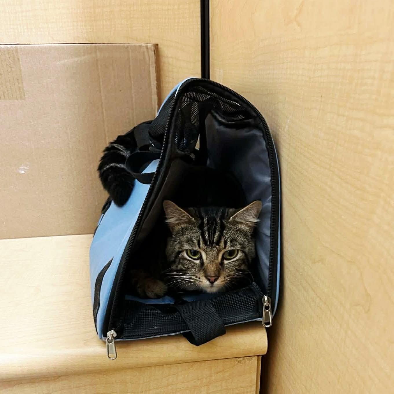 Enlarge Bandit, a Adoptable Domestic Short Hair in Gladstone, OR image 2/2