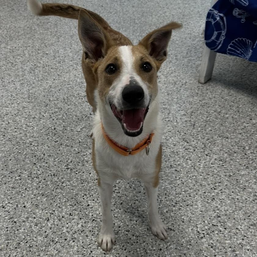 Enlarge Frack, a Adoptable mixed breed in Winchester, TN image 1/1