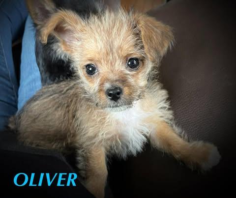 Enlarge OLIVER, a Adopted mixed breed in Pomfret Center, CT image 2/2