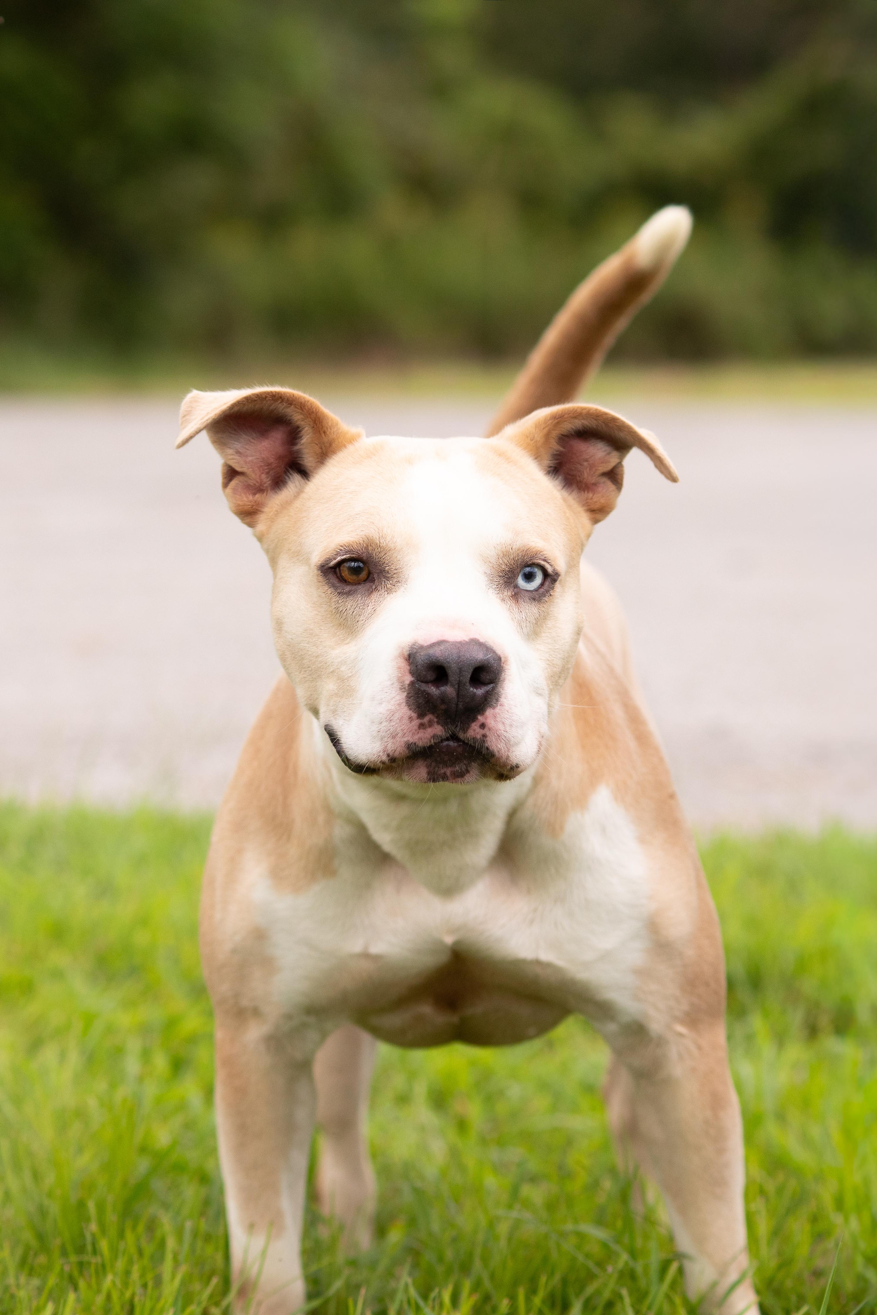 Enlarge Loki, a Adoptable mixed breed in Dixon, KY image 1/1