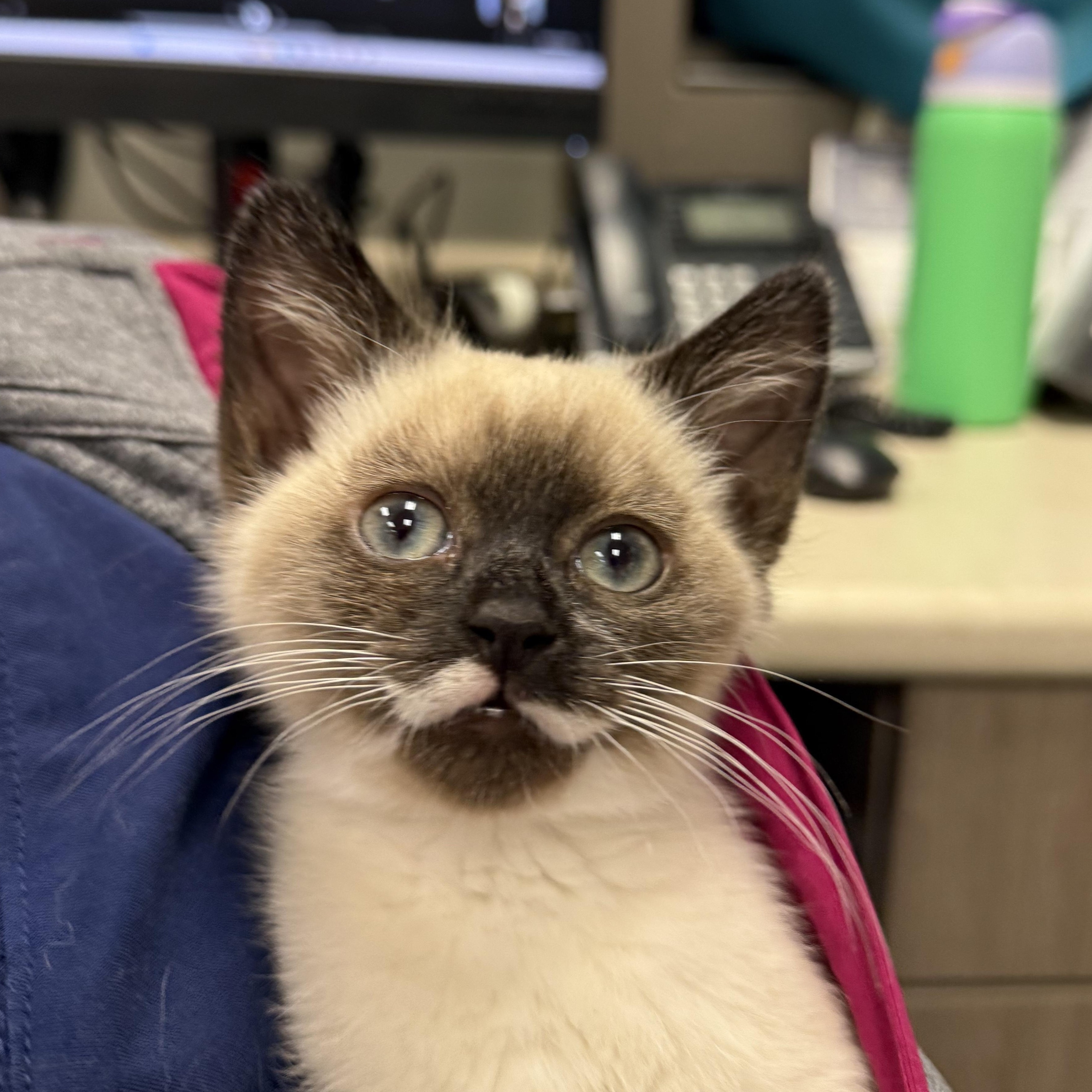 Opal, adopted, Kitten Female Domestic Short Hair.