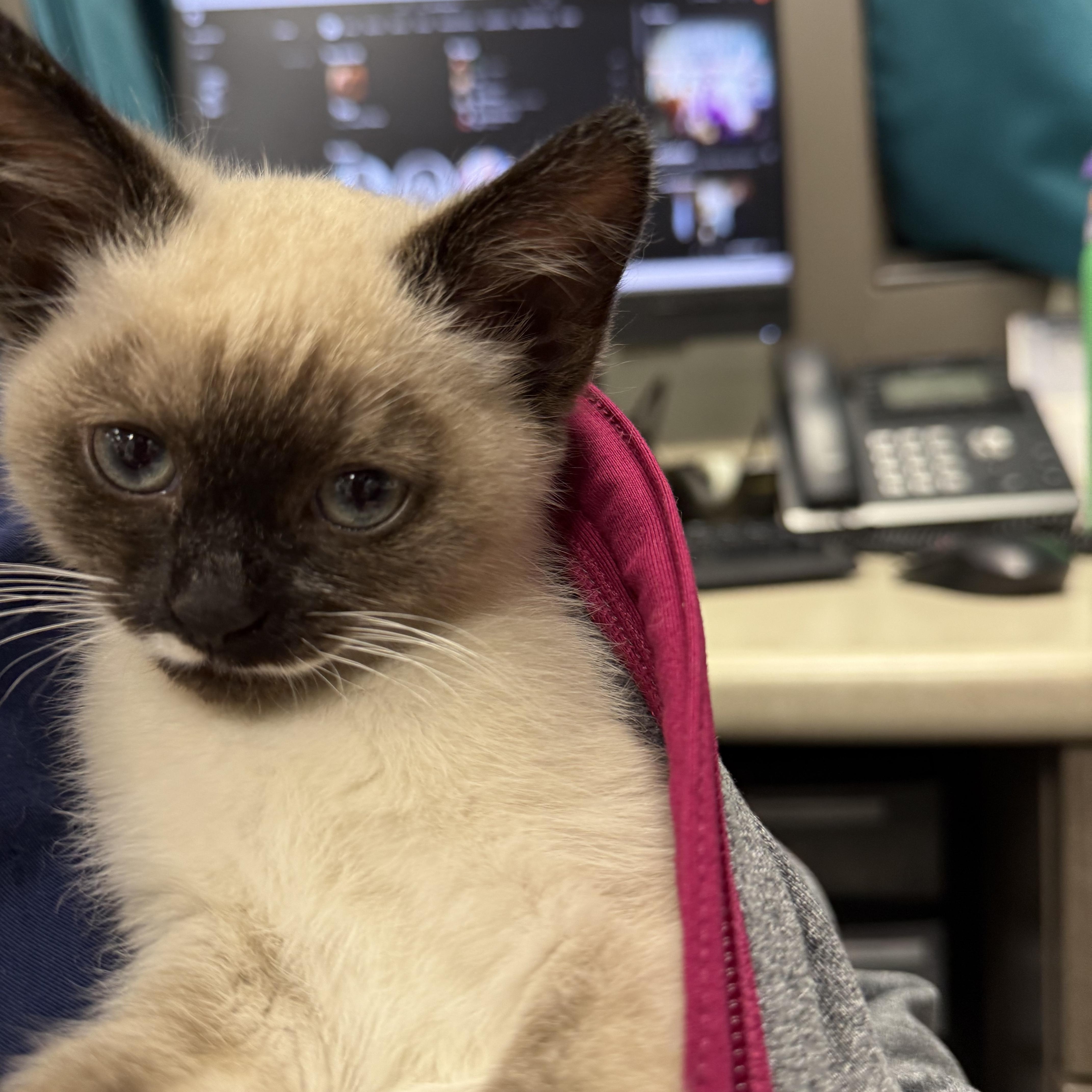 Enlarge Opal, an adopted mixed breed in BOONE, NC image 2/2