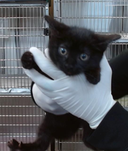 Enlarge SASHA, a Adoptable Domestic Short Hair in Salinas, CA image 1/1