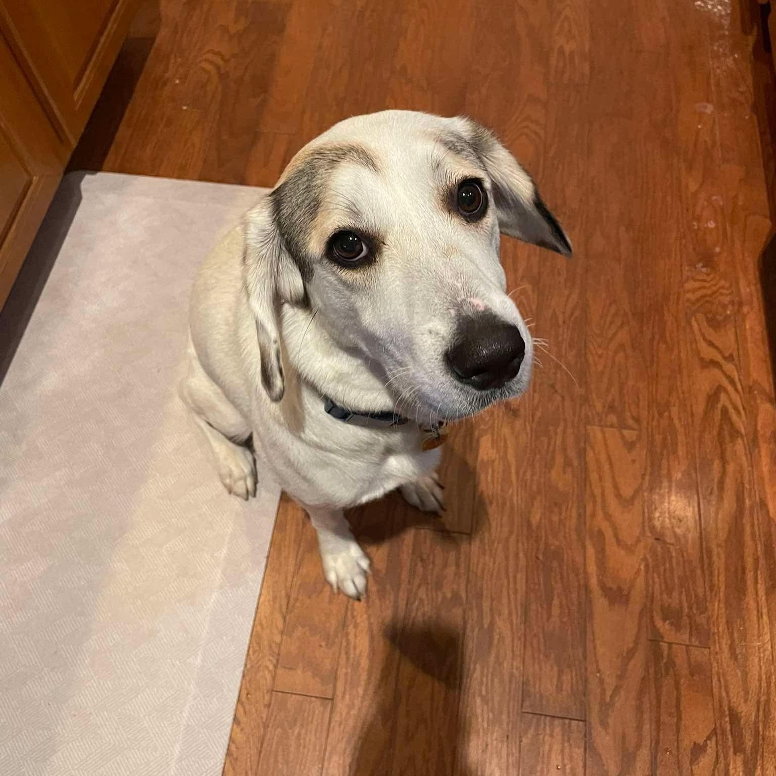 Enlarge Kiyah, a ADOPTABLE mixed breed in Wando, SC image 2/4