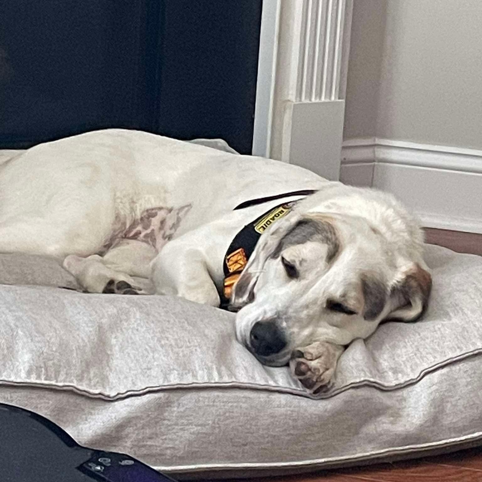 Enlarge Kiyah, a ADOPTABLE mixed breed in Wando, SC image 4/4