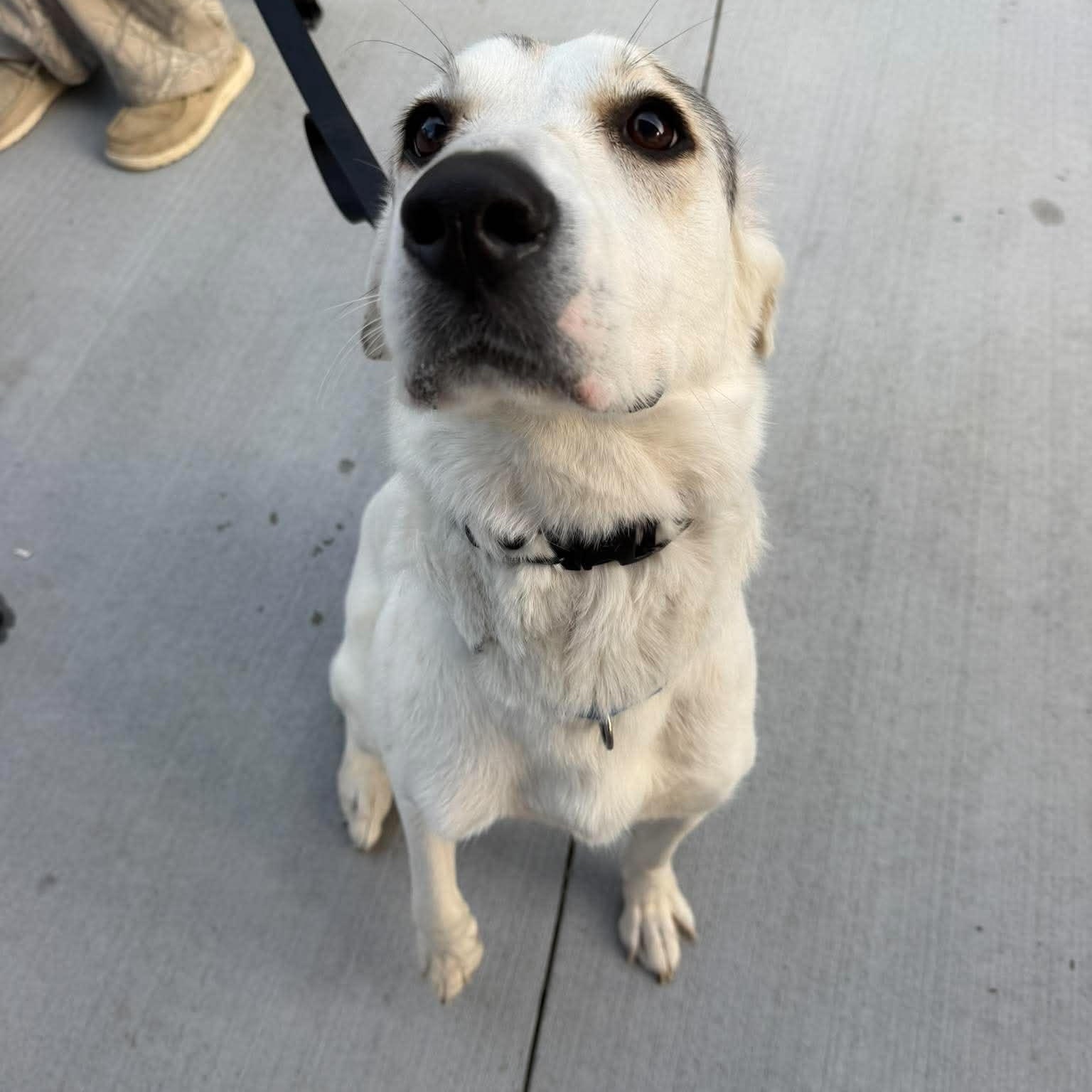 Kiyah, a ADOPTABLE mixed breed in Wando, SC image 1/5