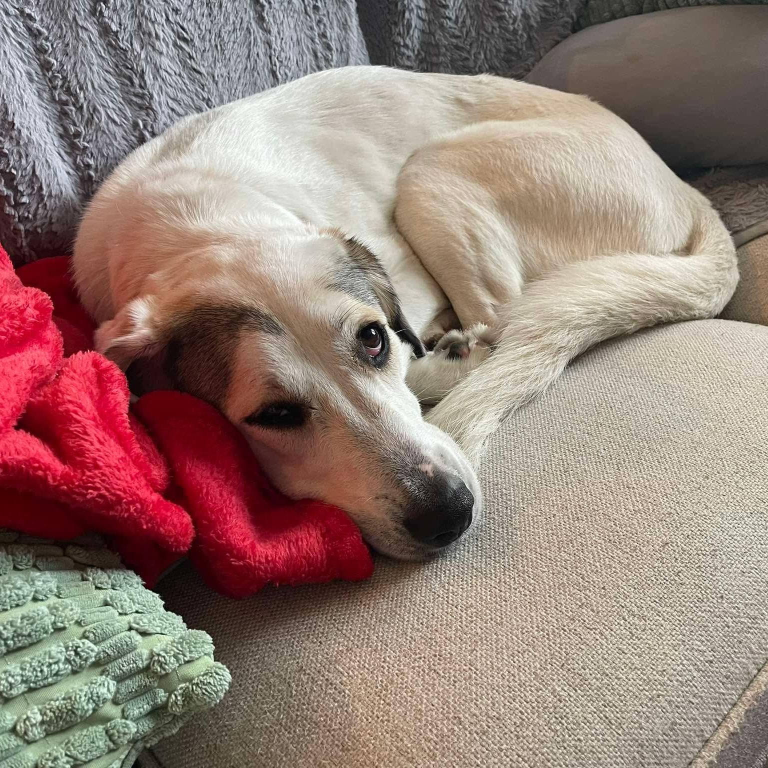 Enlarge Kiyah, a ADOPTABLE mixed breed in Wando, SC image 3/4